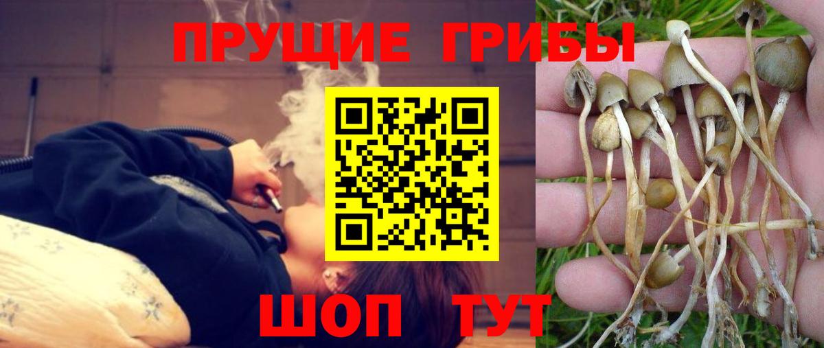 Псилоцибиновые грибы Psilocybe Кувандык